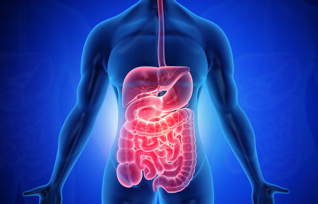 Digital illustration of a human silhouette showcasing a highlighted digestive system including the stomach and intestines.