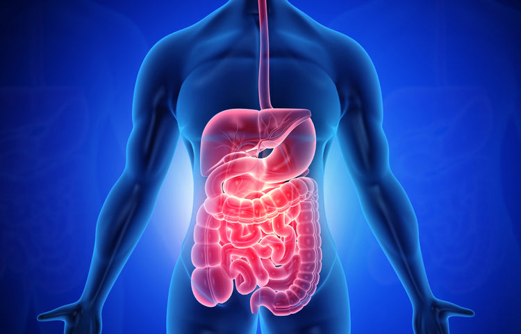 Digestive Health Supplements